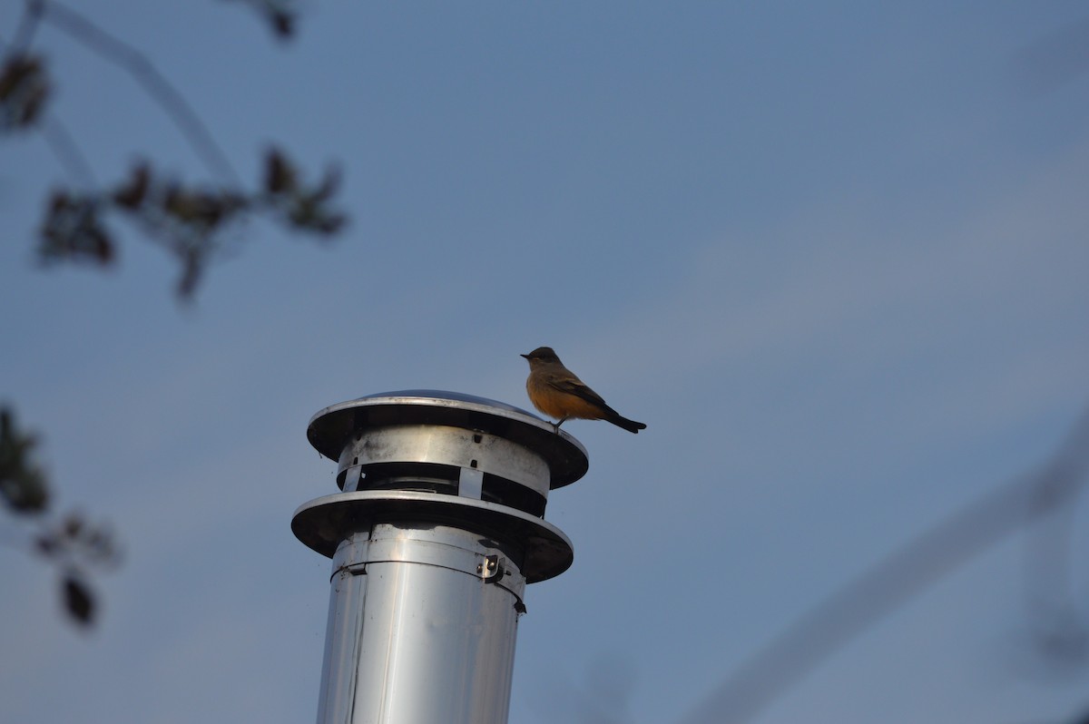 Say's Phoebe - Cole Tiemann