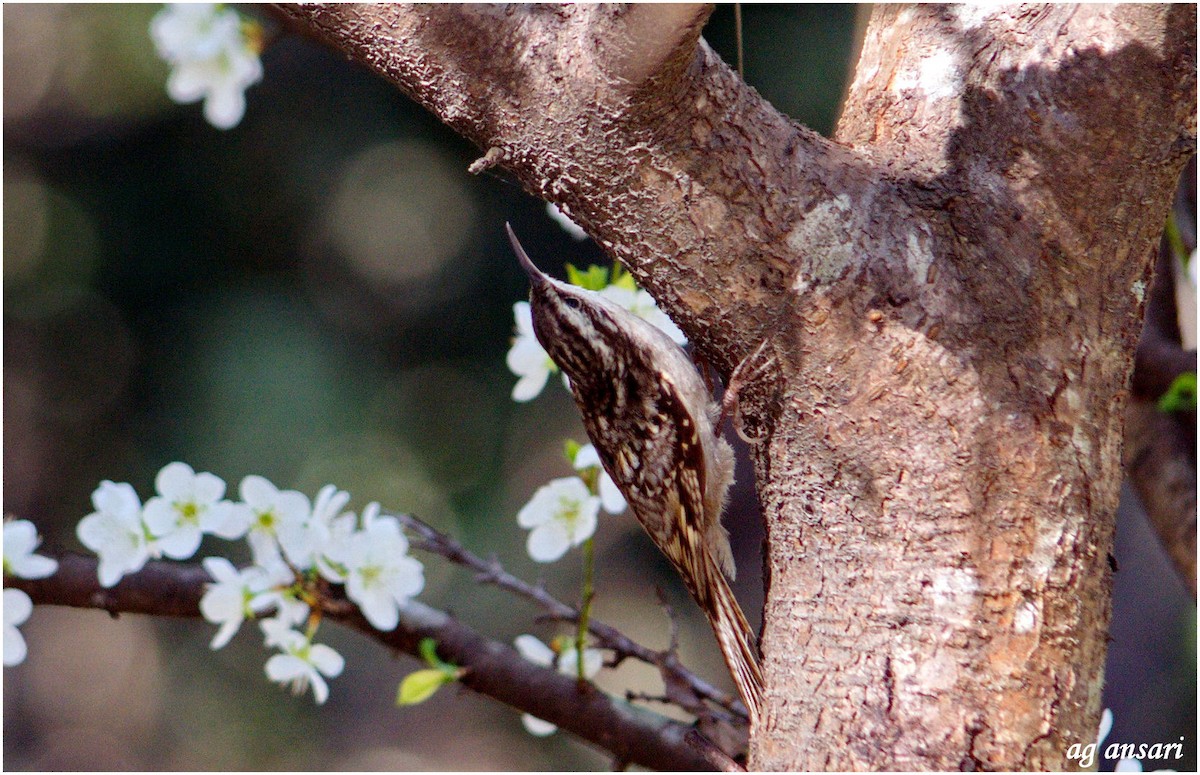 Bar-tailed Treecreeper - Abdul Ghaffar Ansari