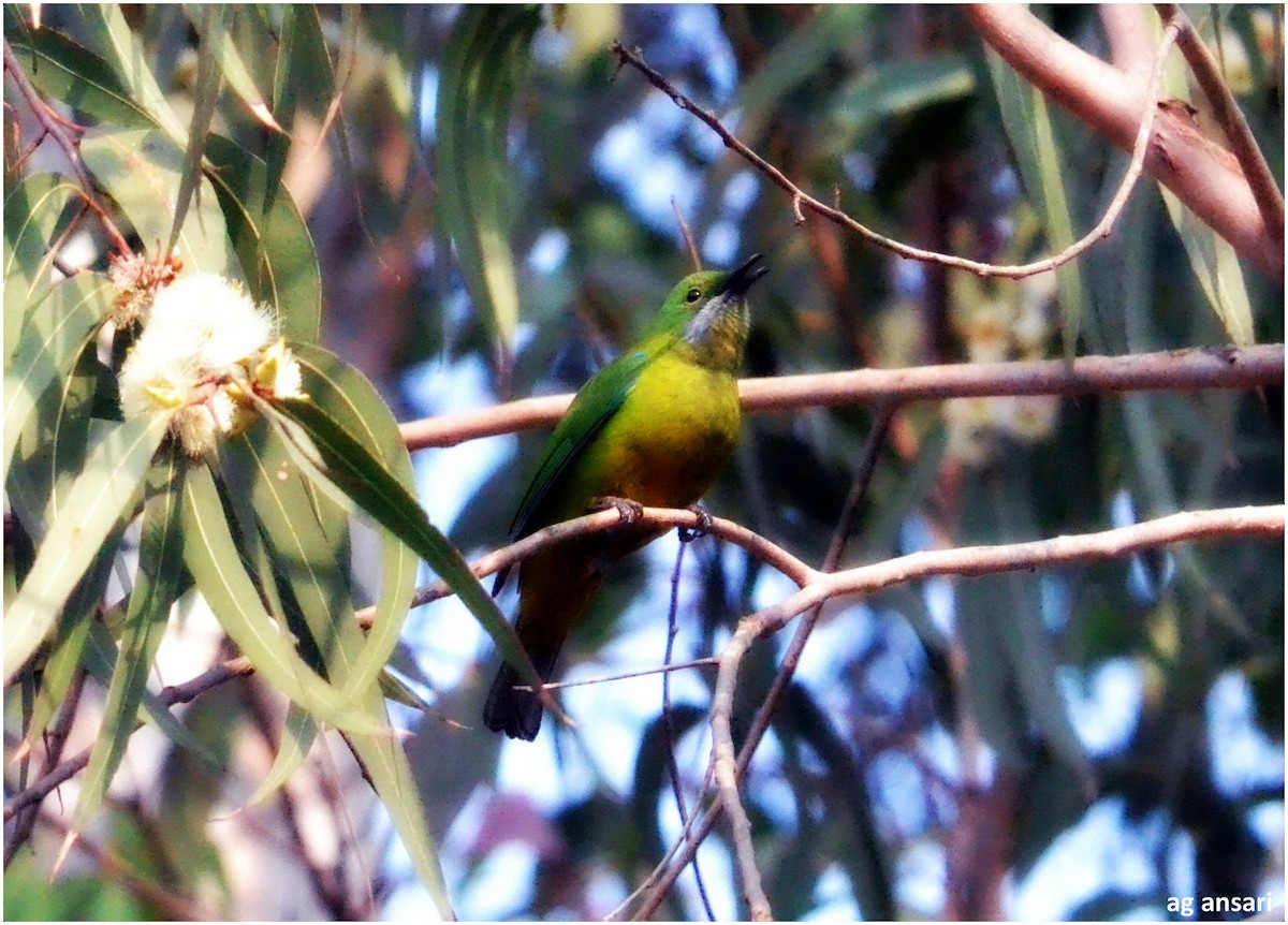 Orangebauch-Blattvogel - ML24462281