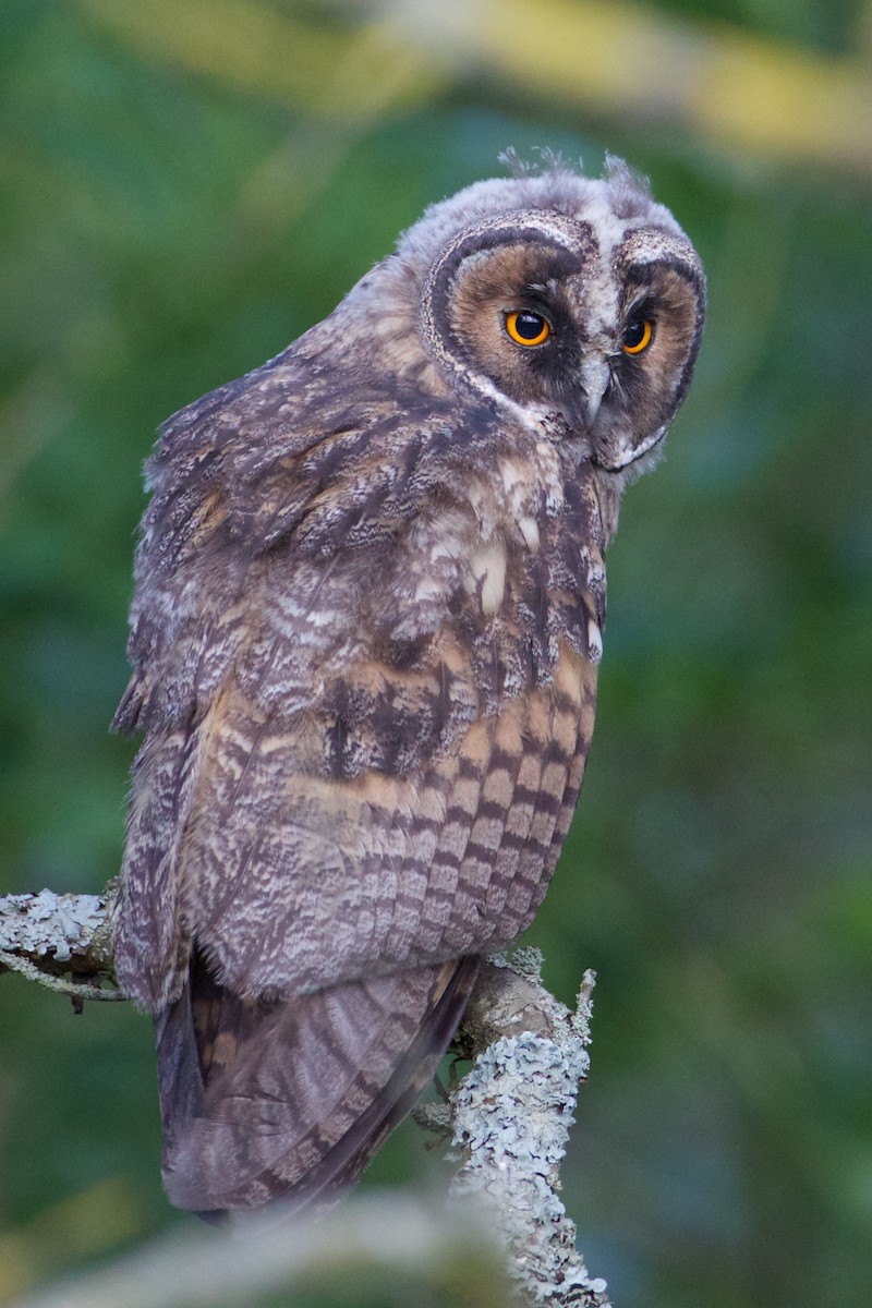 Long-eared Owl - ML244623151