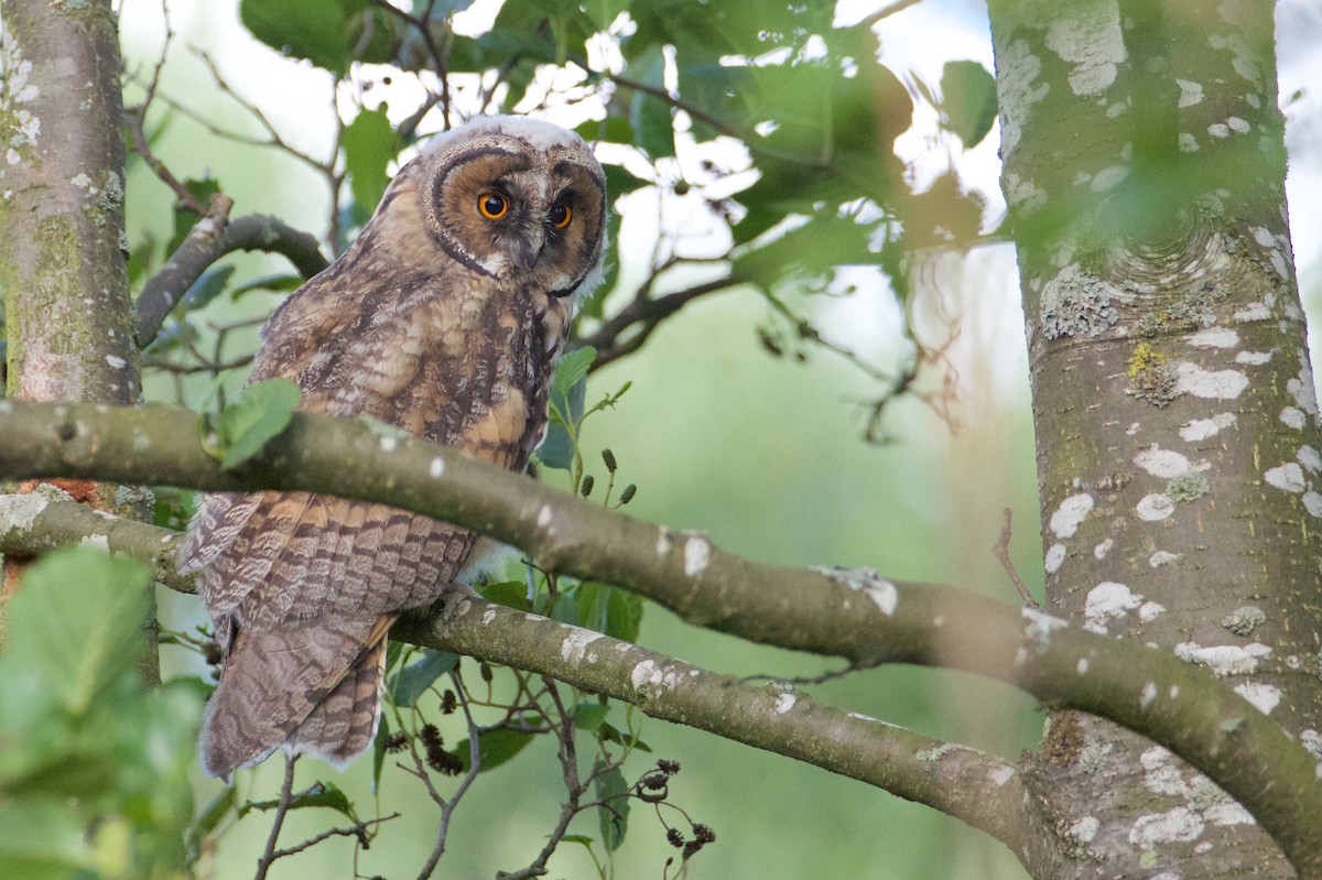 Long-eared Owl - ML244623161
