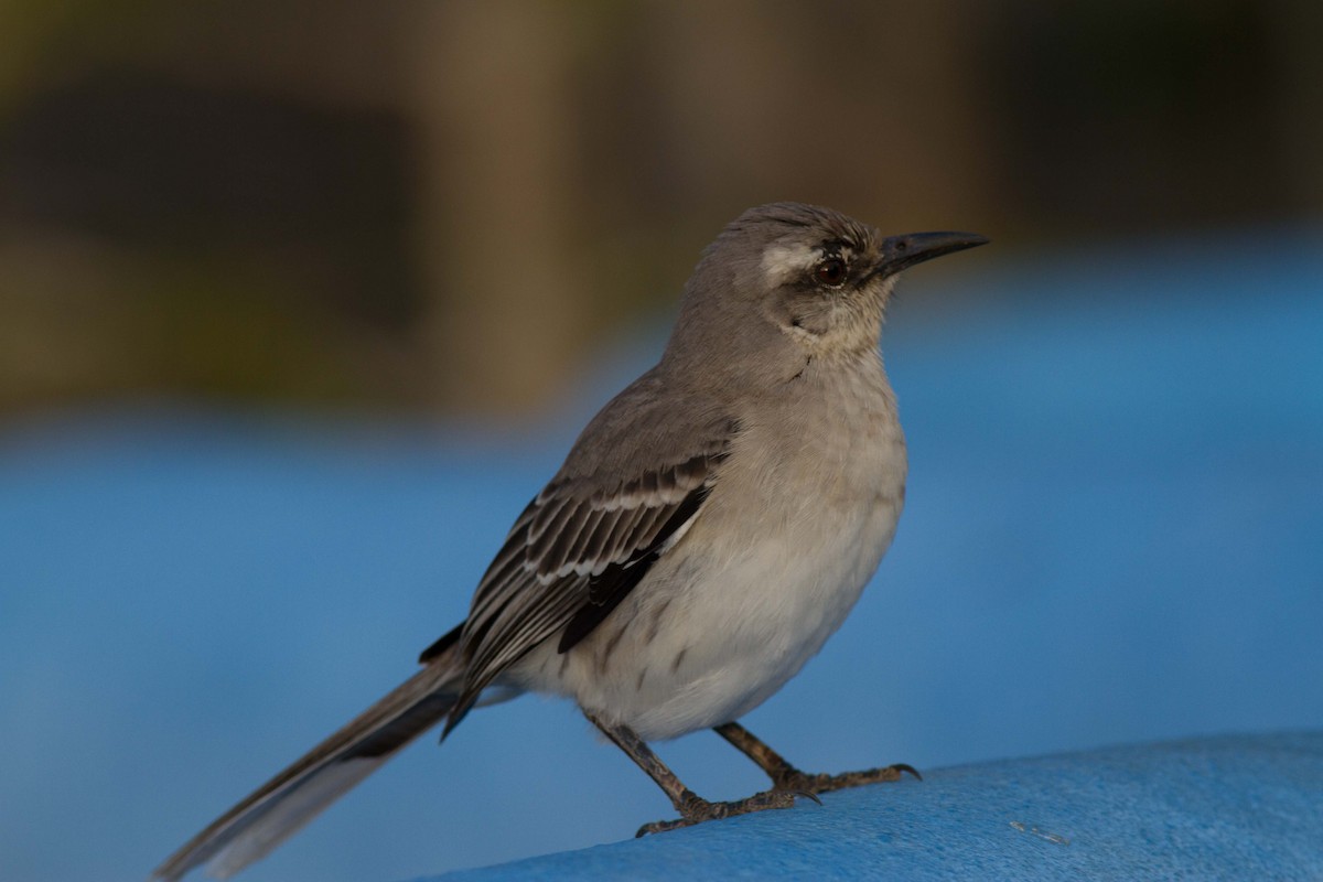 Tropical Mockingbird - Jeff Gerbracht