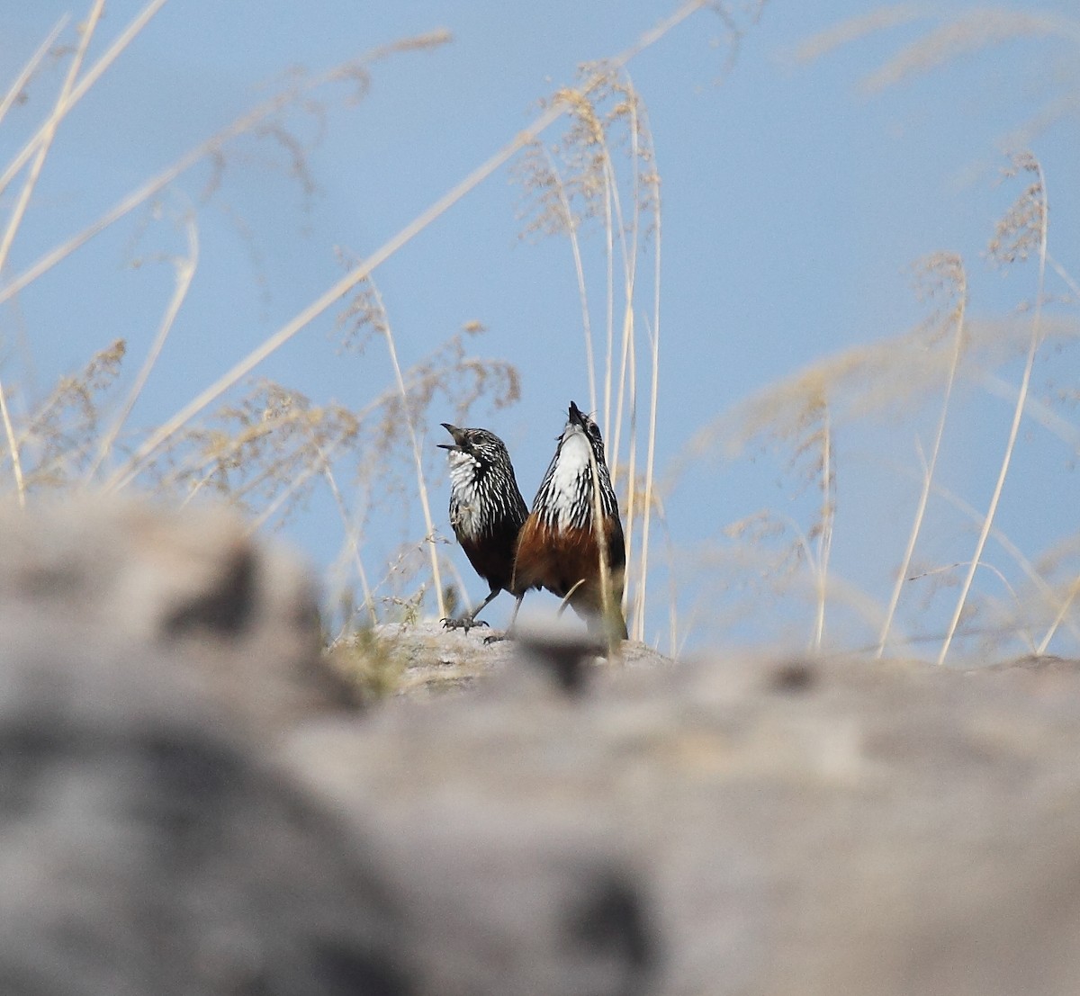 White-throated Grasswren - ML24462561