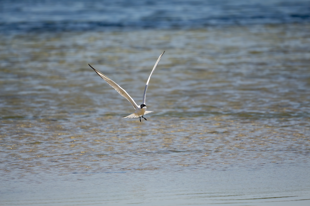 Gull-billed Tern - ML244626161