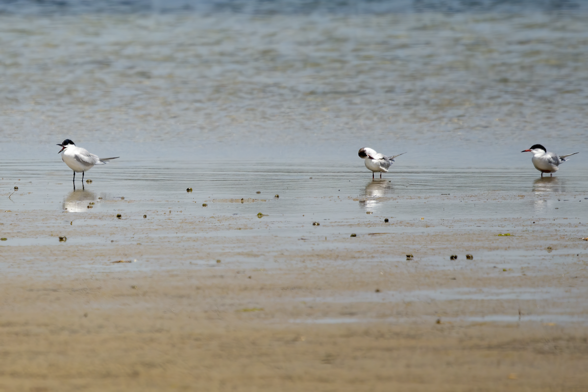 Gull-billed Tern - ML244626231