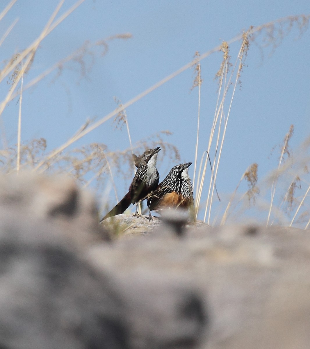 White-throated Grasswren - Marc Gardner