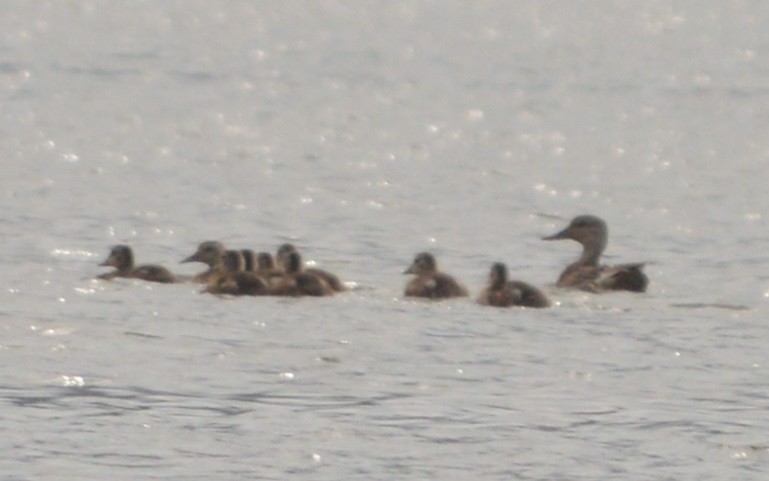 Gadwall - ML244627291