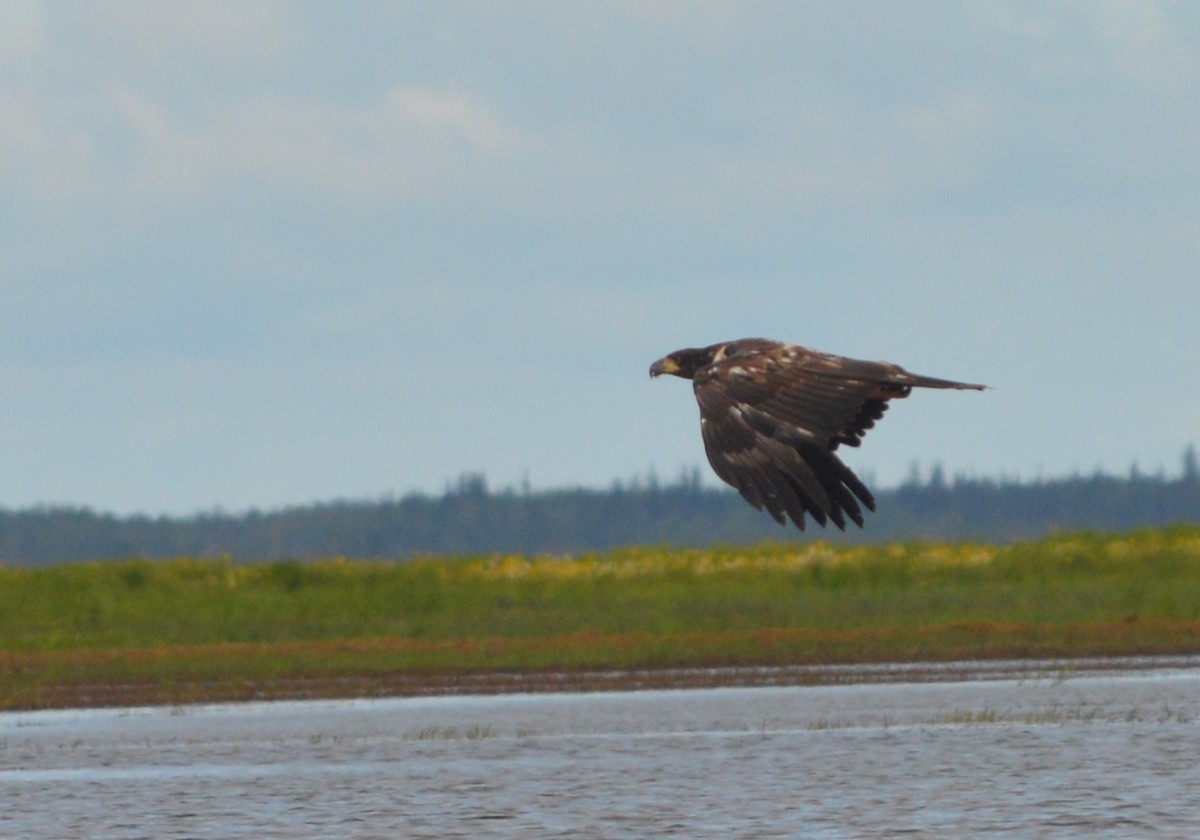 Bald Eagle - ML244627561