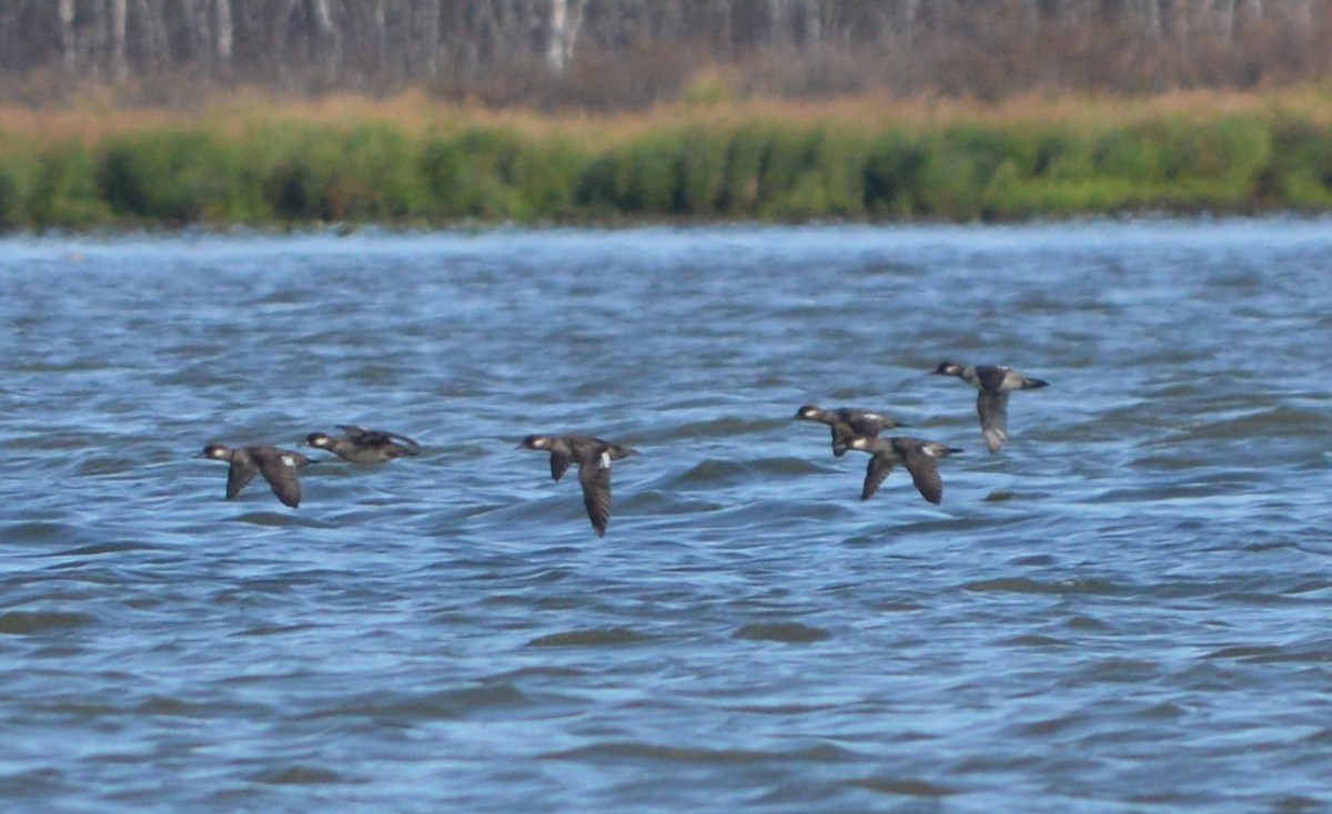 Bufflehead - ML244627821