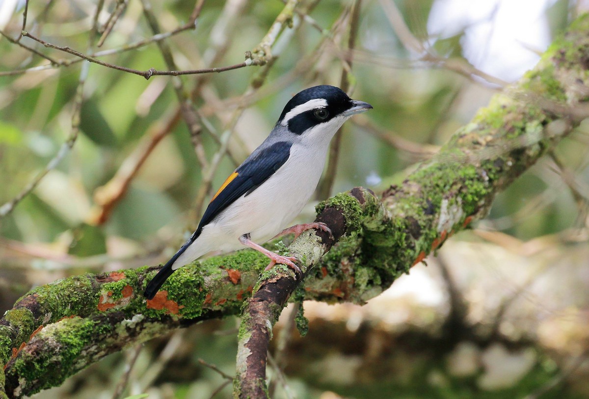 White-browed Shrike-Babbler - Neoh Hor Kee
