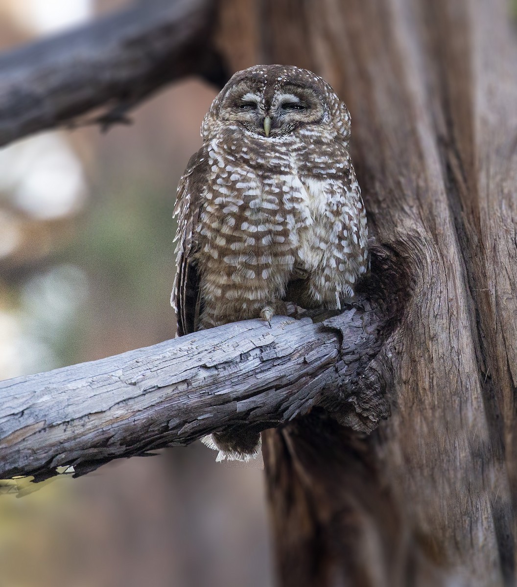 Spotted Owl - Brad Singer