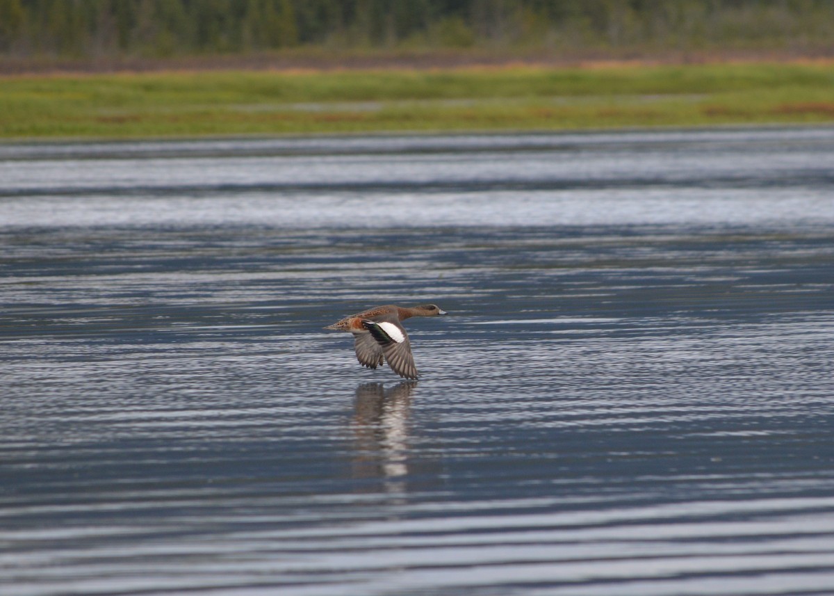 American Wigeon - ML244629111