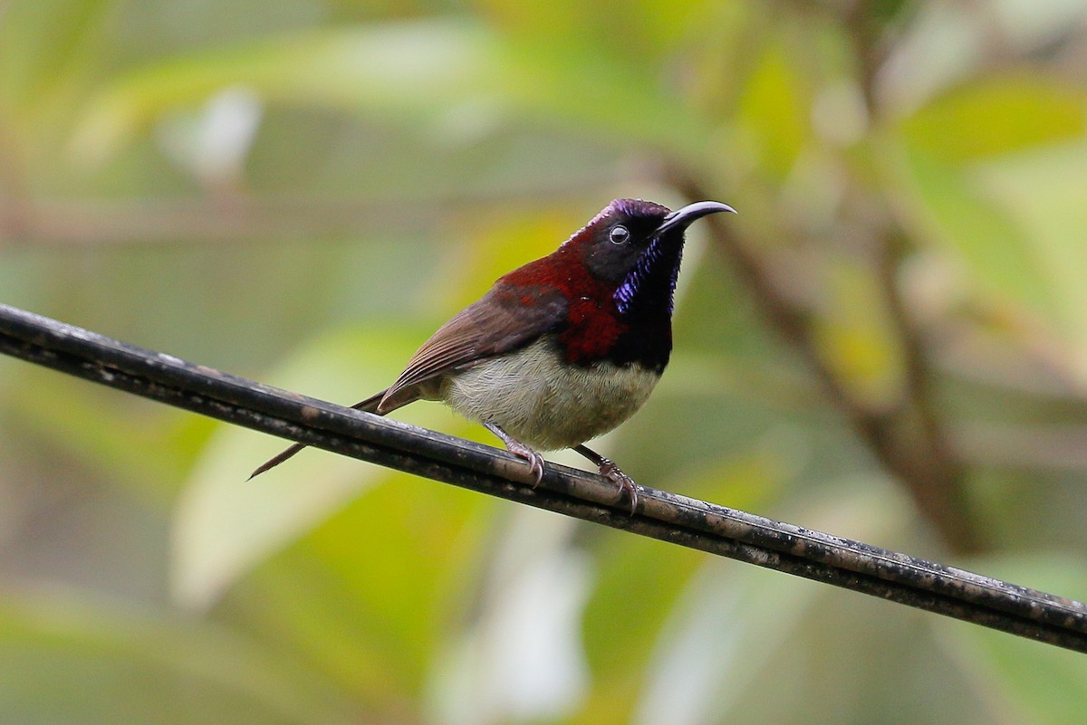 Black-throated Sunbird - Neoh Hor Kee