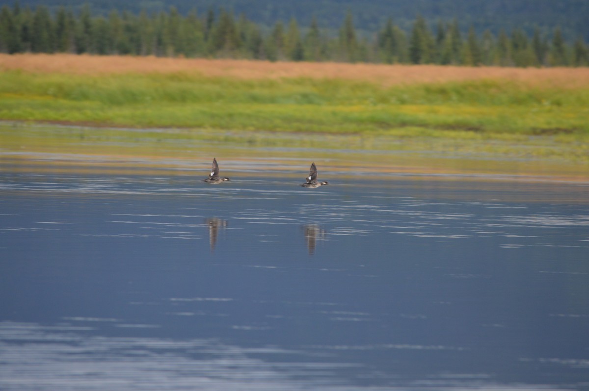 Bufflehead - ML244629421