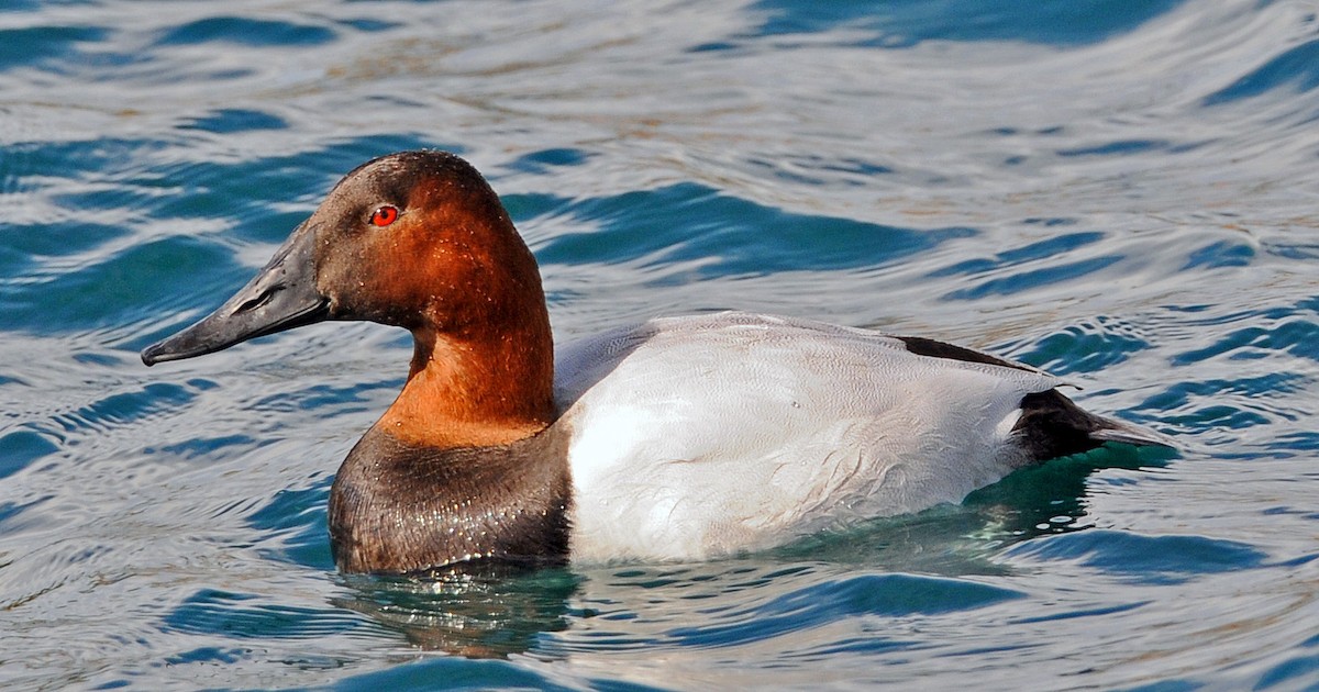 Canvasback - ML244629431