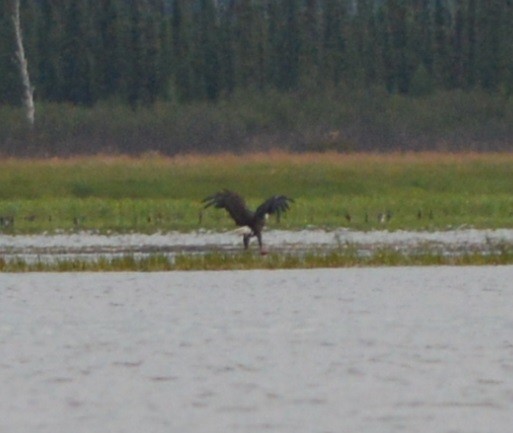 Bald Eagle - ML244630291