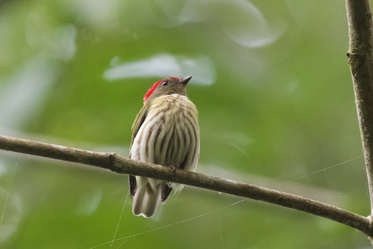 Kinglet Manakin - ML244630661