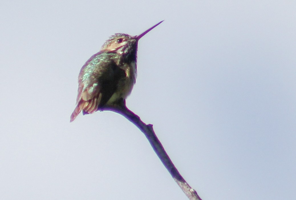 Calliope Hummingbird - ML244632241