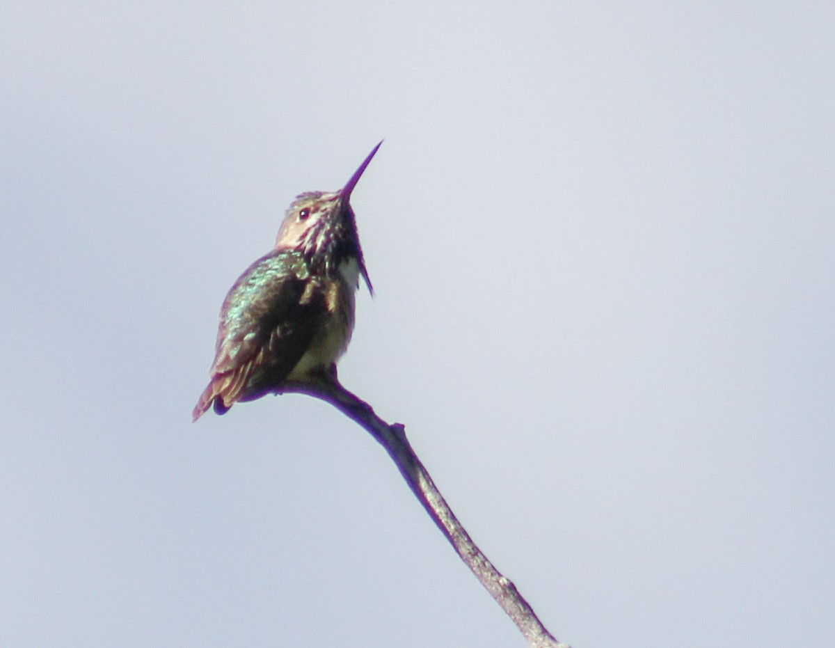 Calliope Hummingbird - ML244632251