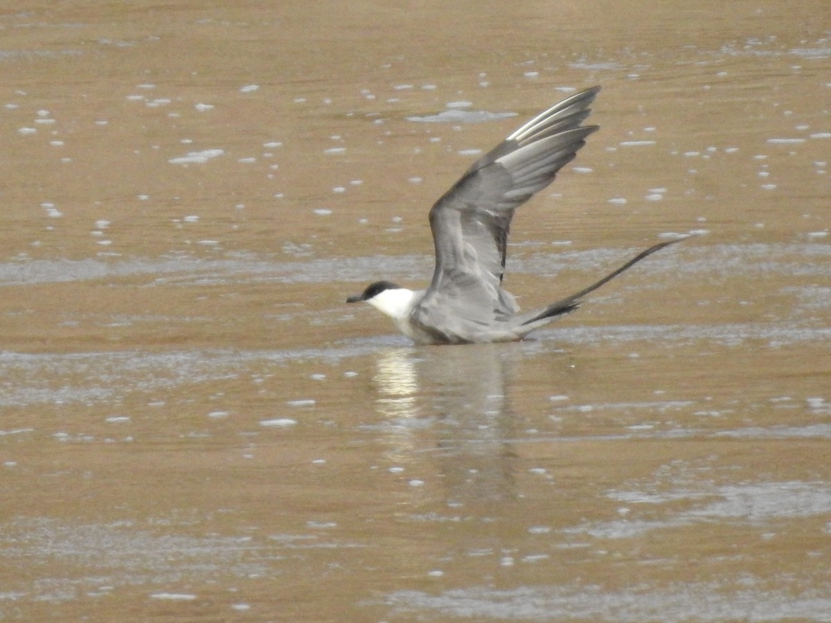 Long-tailed Jaeger - ML244632421