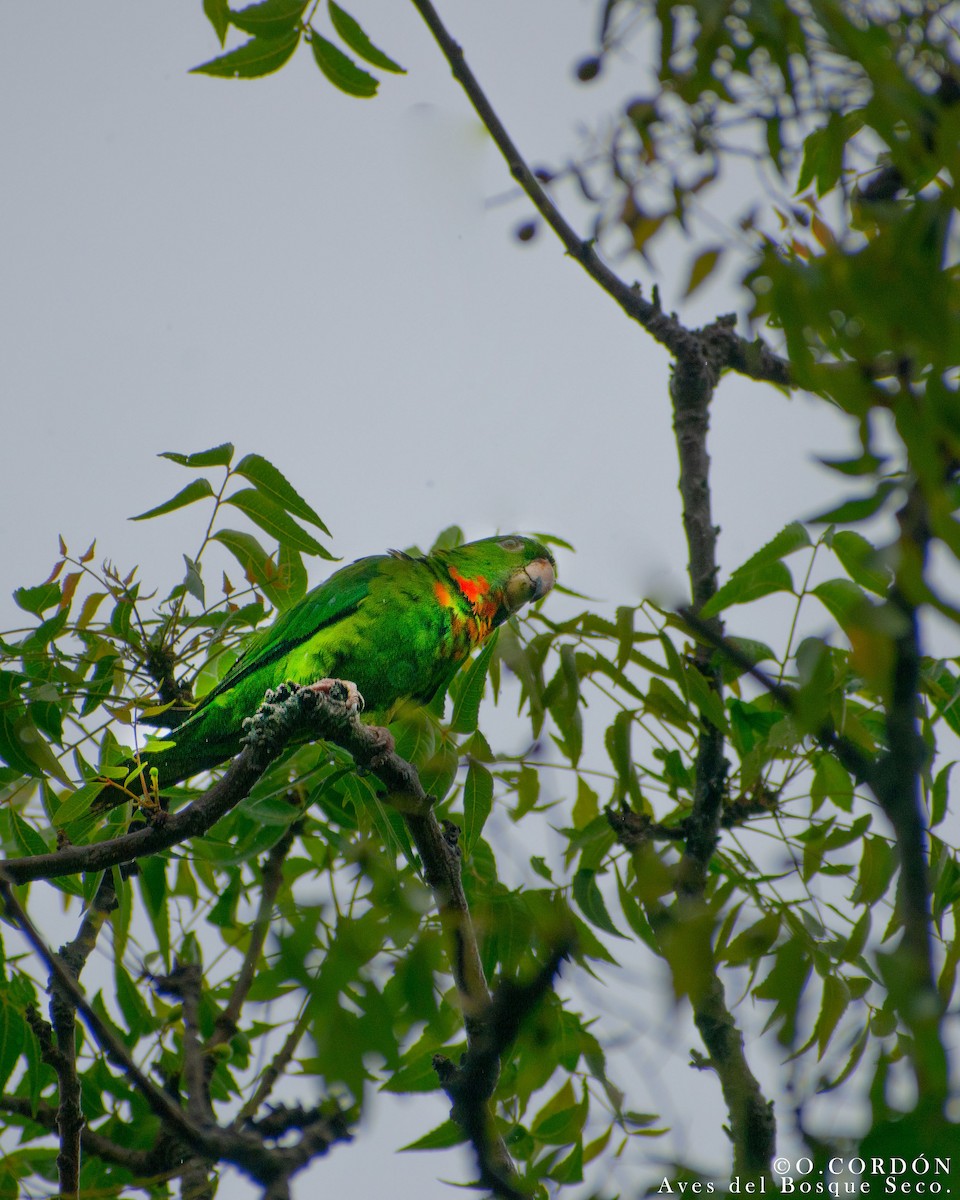 Meksika Yeşil Papağanı - ML244632471