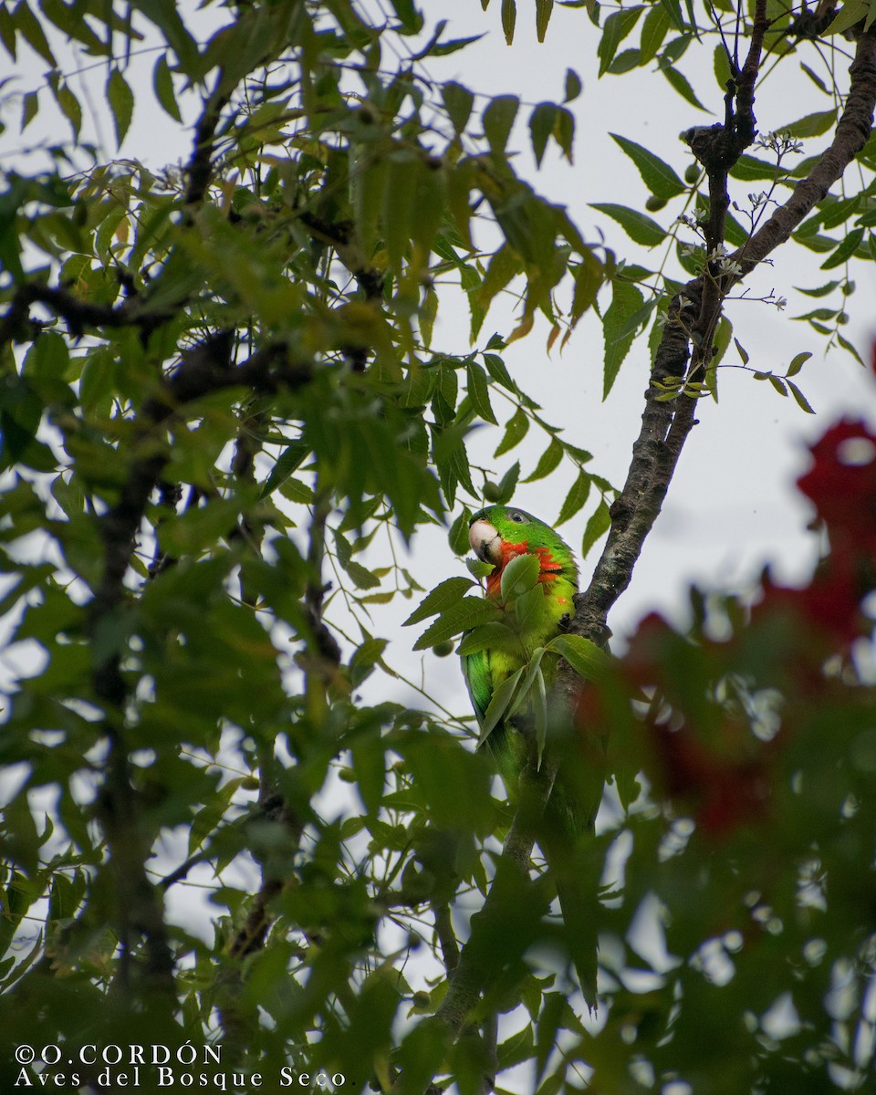 Green Parakeet - ML244632531