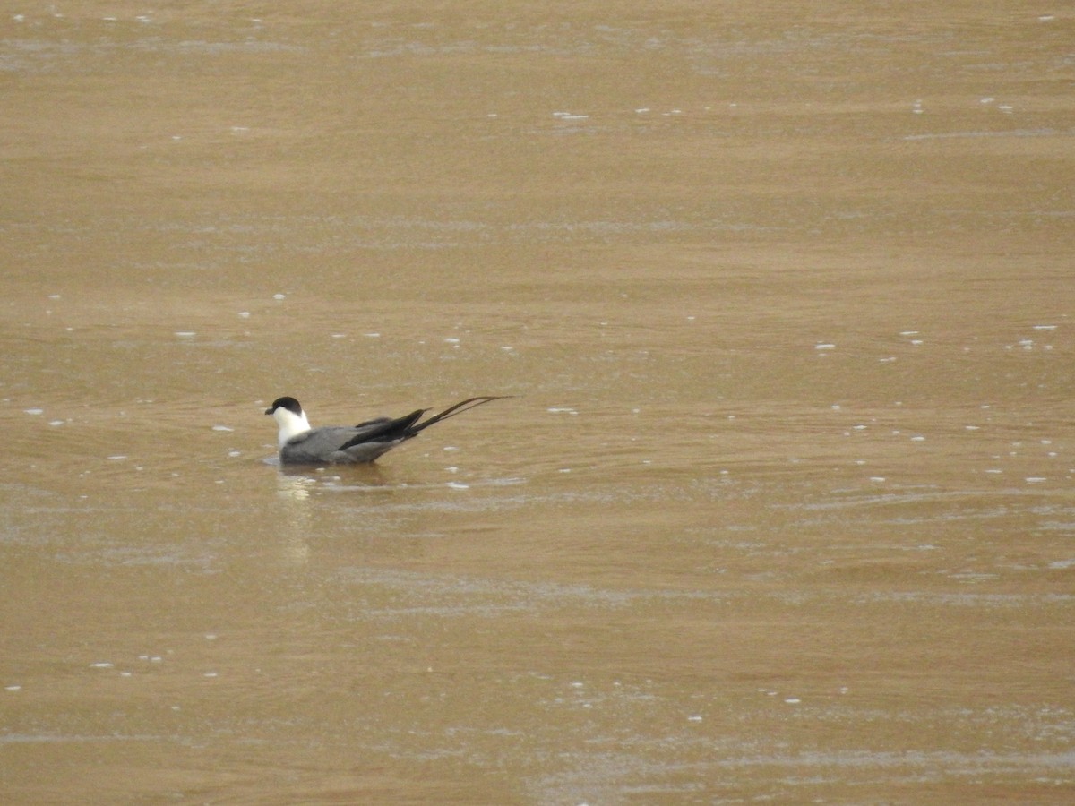 Long-tailed Jaeger - ML244632661