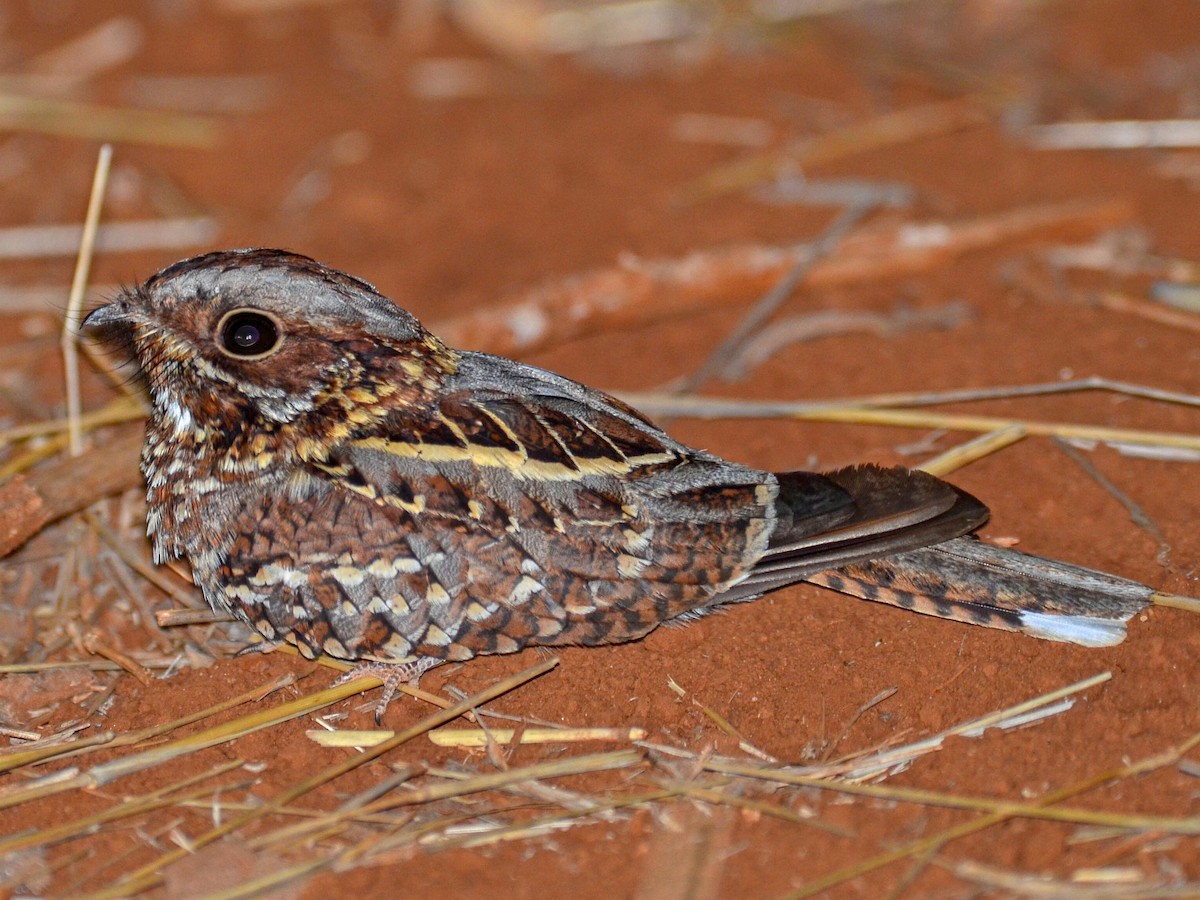 Photos - Donaldson Smith's Nightjar - Caprimulgus donaldsoni