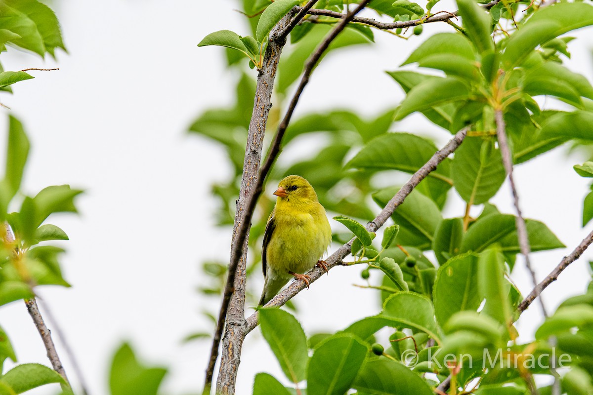 American Goldfinch - Ken Miracle