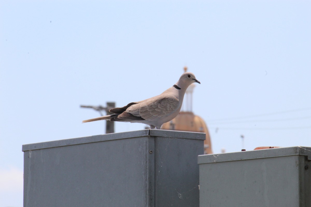 Eurasian Collared-Dove - George Dokes