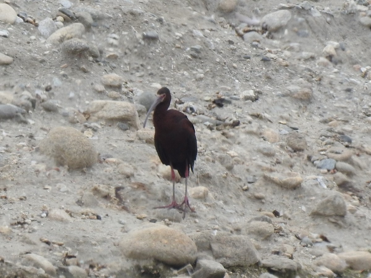 Ibis à face blanche - ML244634101