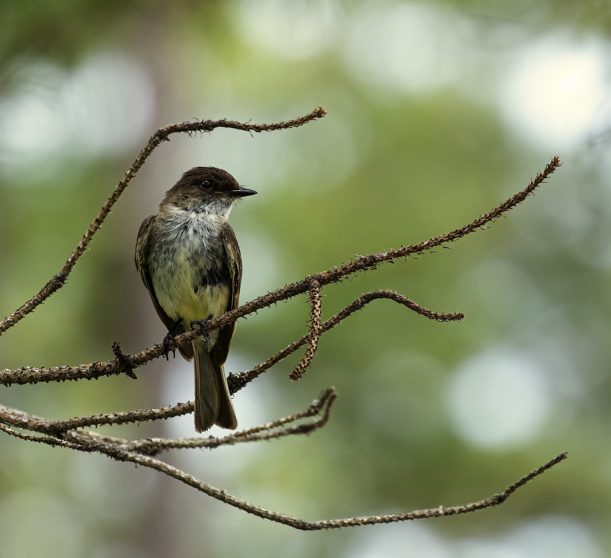 Eastern Phoebe - ML244634221