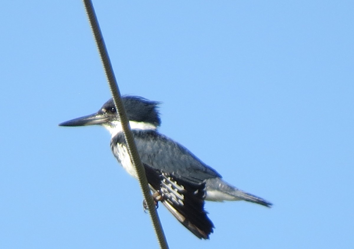 Belted Kingfisher - Jerry Smith