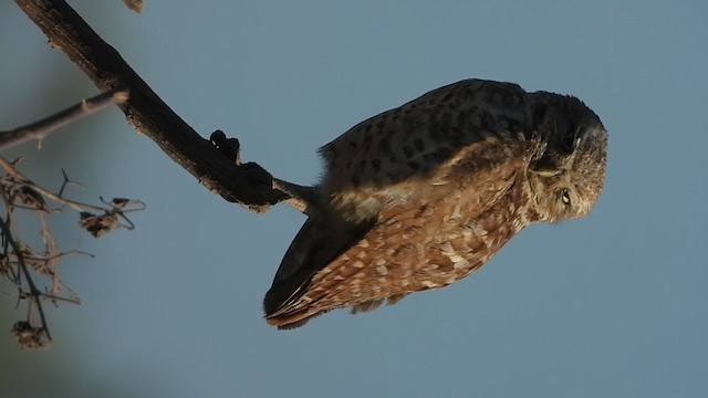 Burrowing Owl - ML244635341