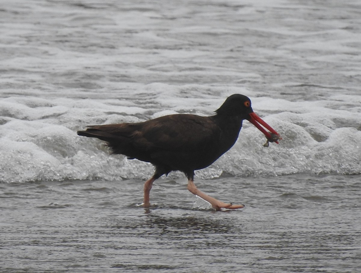 Black Oystercatcher - ML244635671