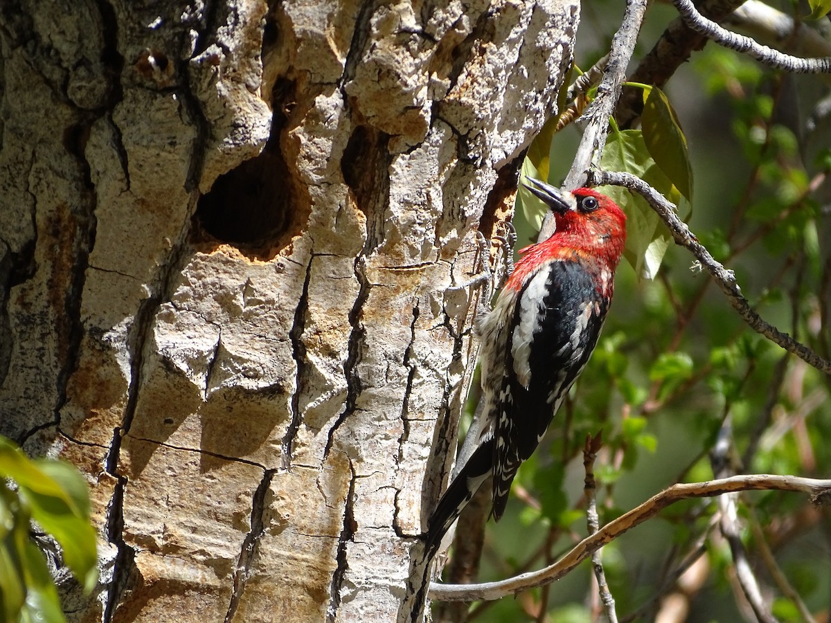 Red-breasted Sapsucker - ML244635841