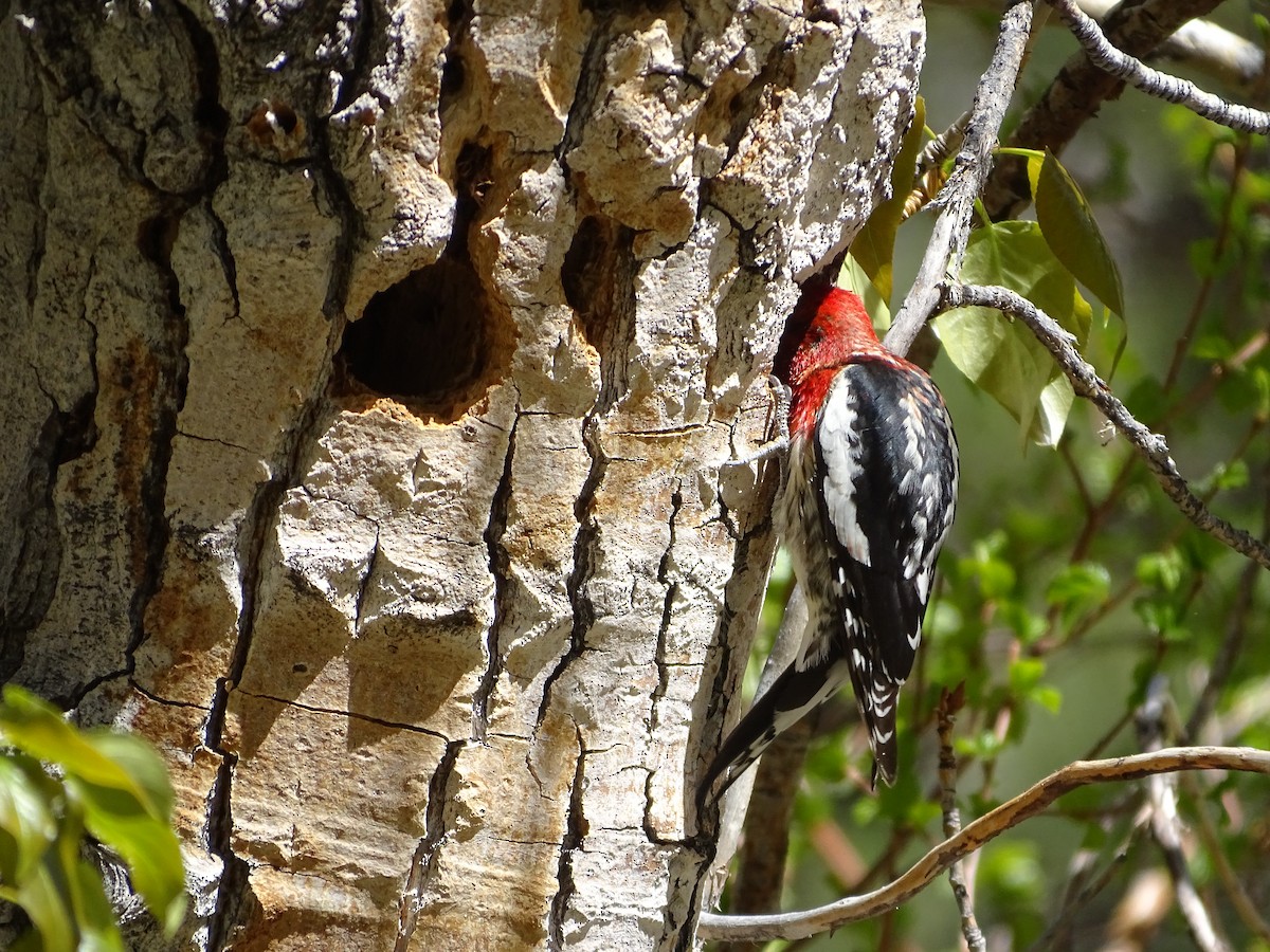 Red-breasted Sapsucker - ML244636251