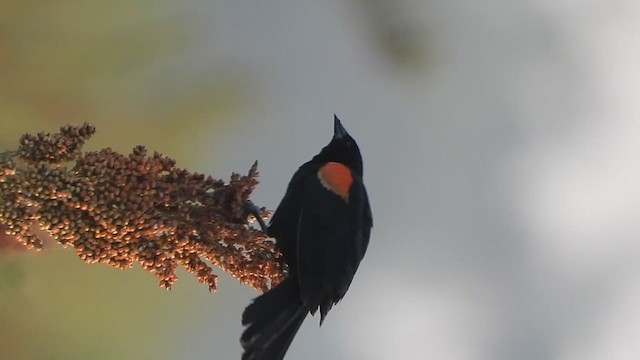 Red-winged Blackbird - ML244636701