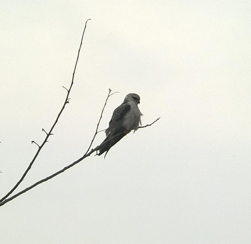 Black-winged Kite - ML24463701