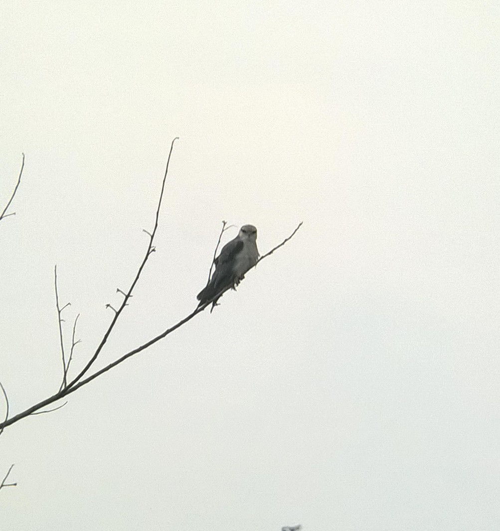 Black-winged Kite - ML24463711