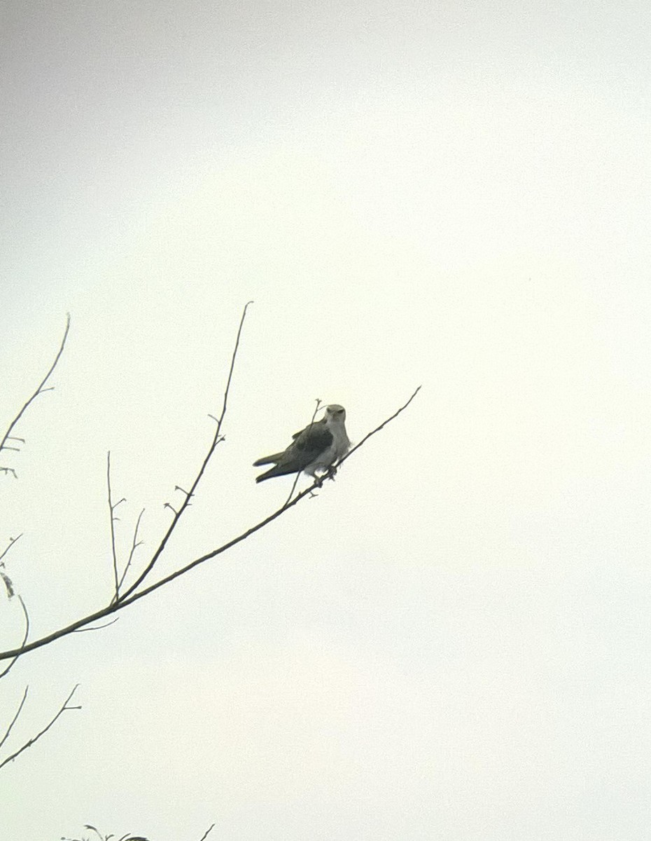 Black-winged Kite - ML24463731