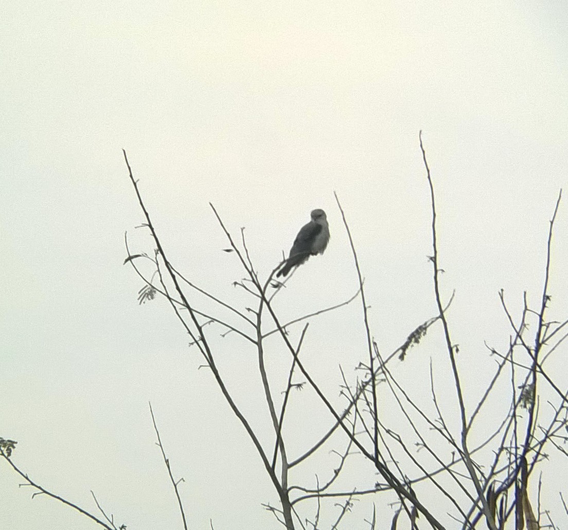 Black-winged Kite - ML24463741