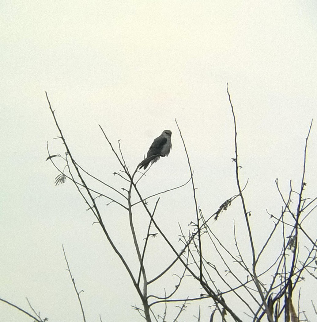 Black-winged Kite - ML24463751