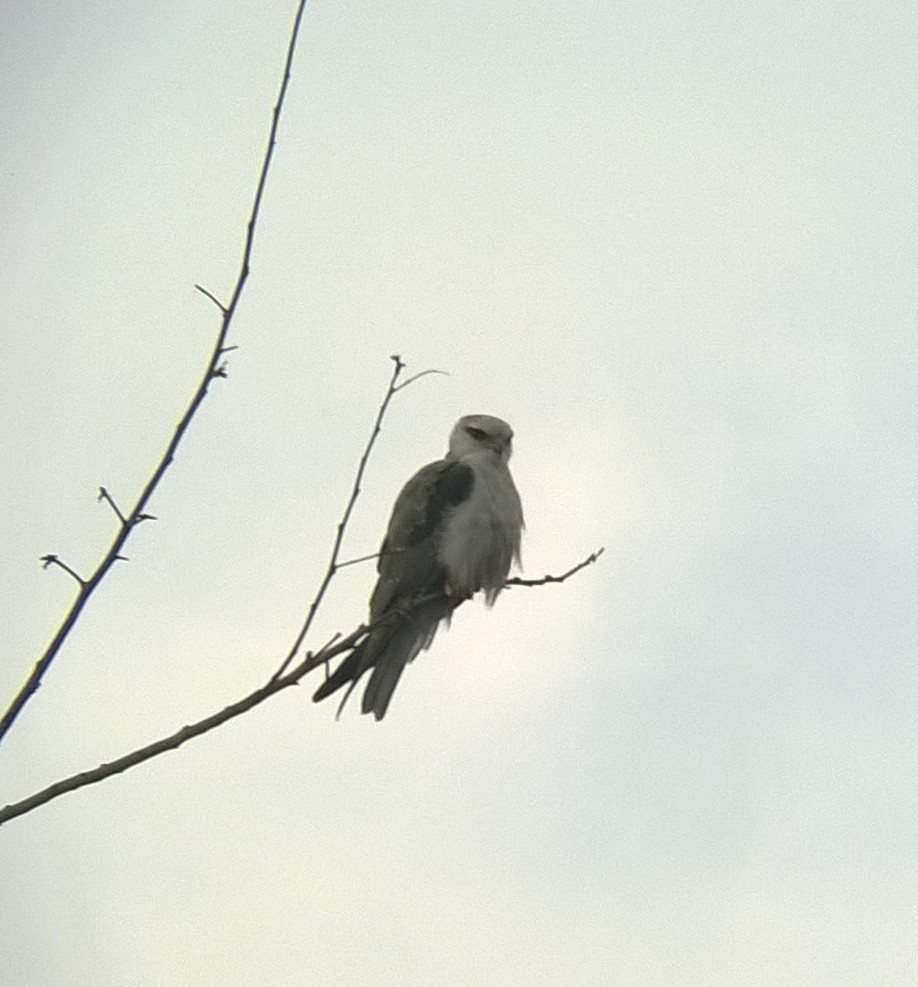 Black-winged Kite - Steffin Babu