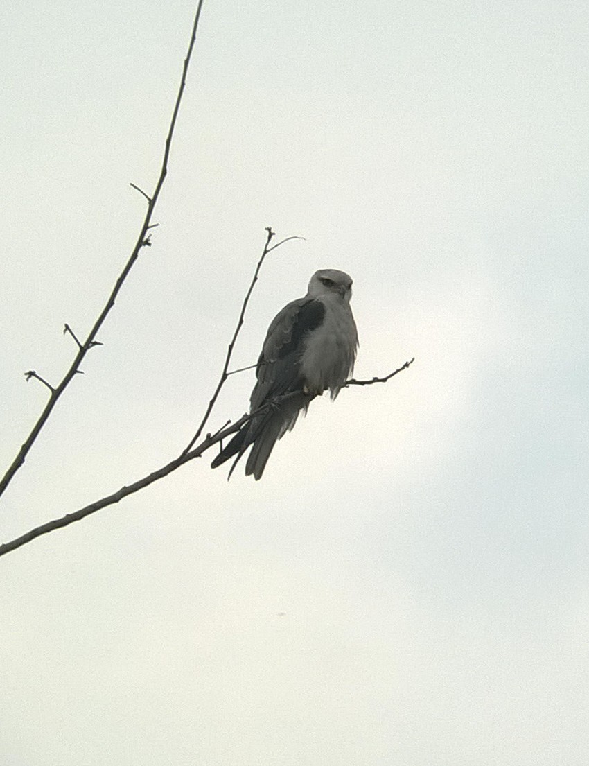 Black-winged Kite - Steffin Babu