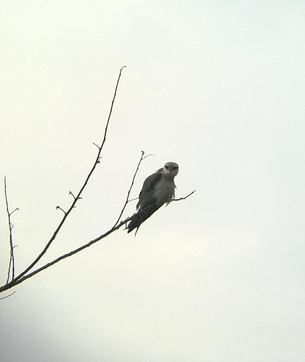 Black-winged Kite - ML24463781