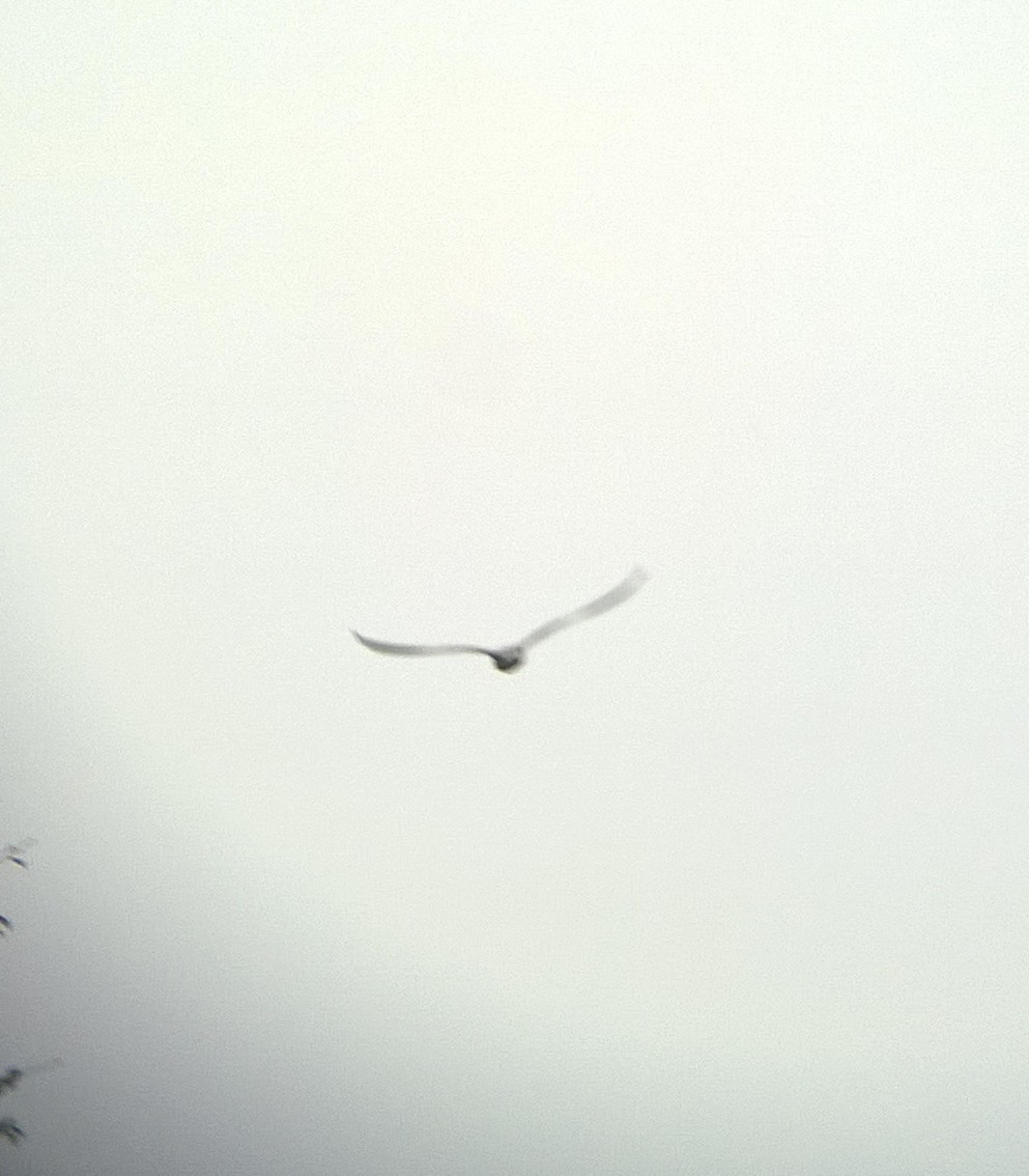 Black-winged Kite - ML24463791