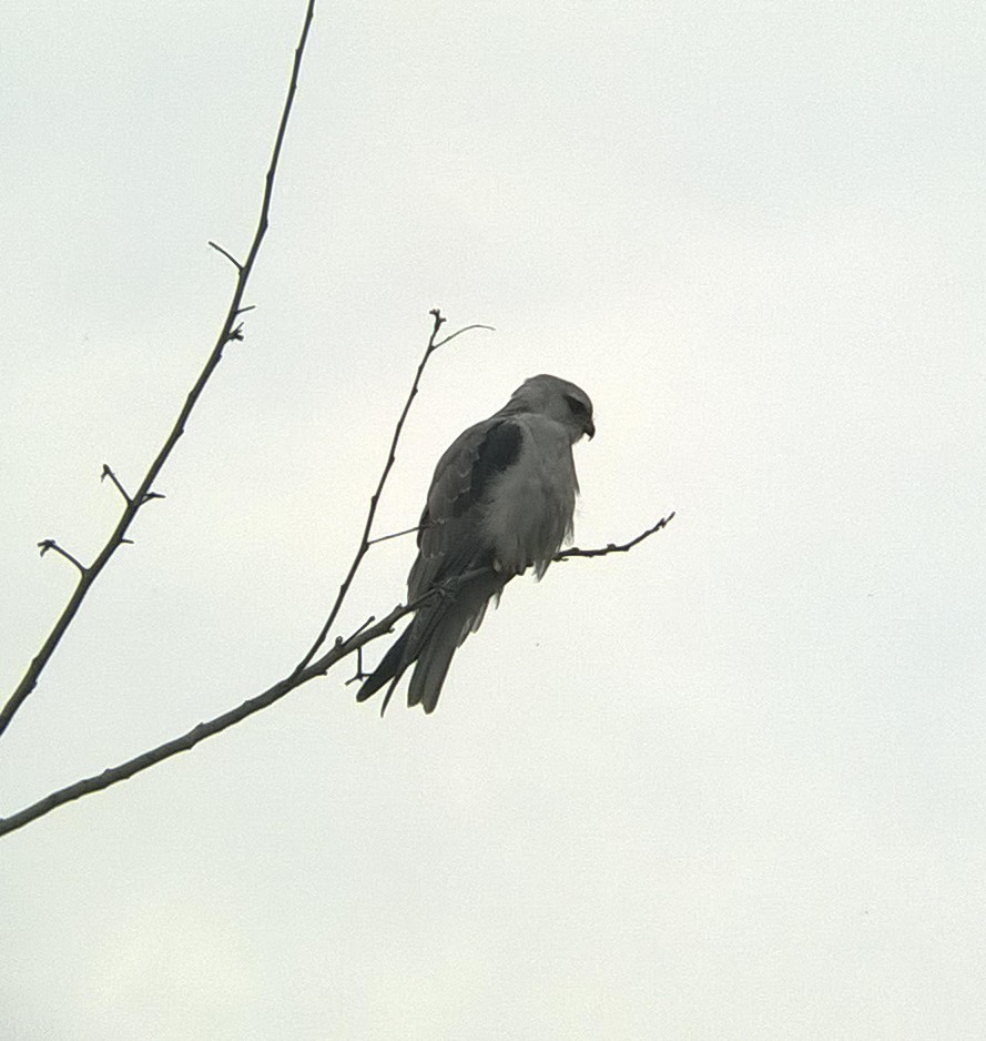 Black-winged Kite - ML24463801