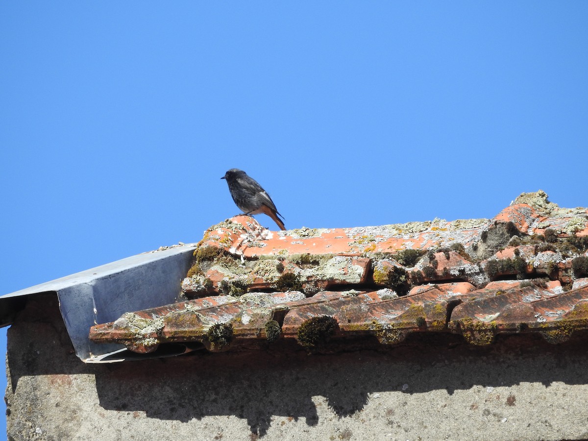 Black Redstart - ML244638091