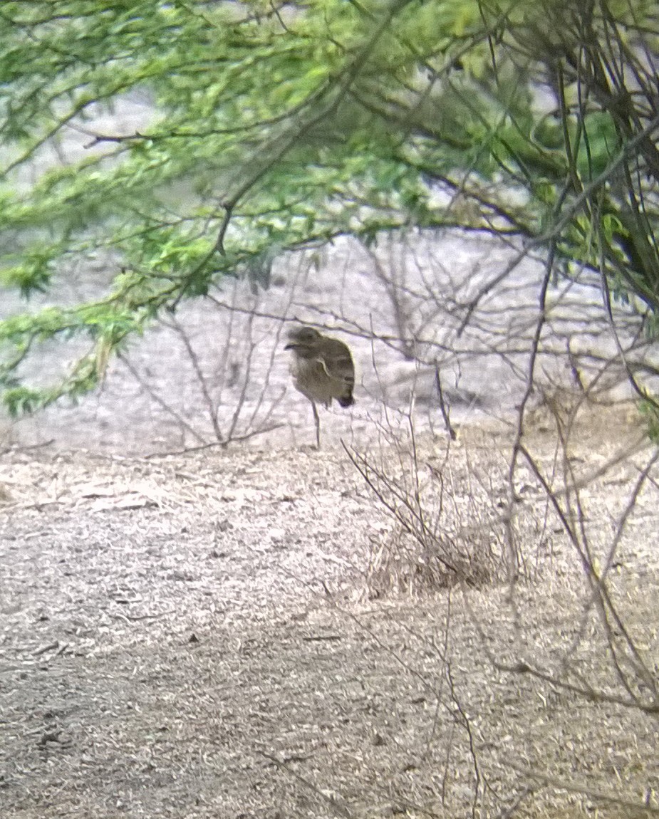 Indian Thick-knee - ML24463951